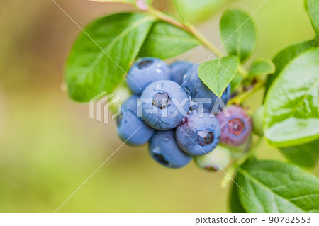 When I'm eating soon, blueberries 90782553