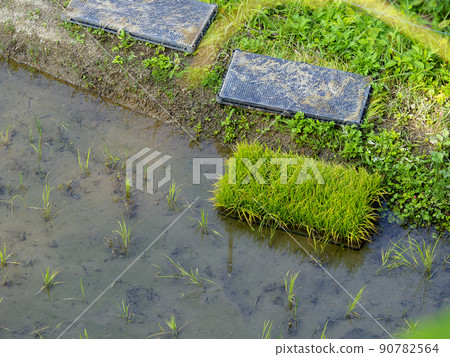 種苗的稻田風光 90782564