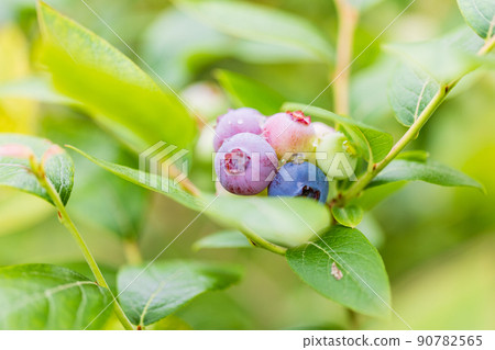 當我很快就吃，藍莓 90782565