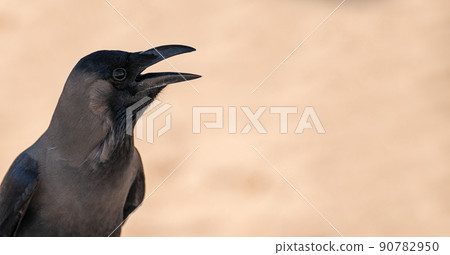 Black bird jackdaw or raven with open beak Black bird in the nature habitat. black bird with an open beak on a blurred neutral beige background. copy space 90782950