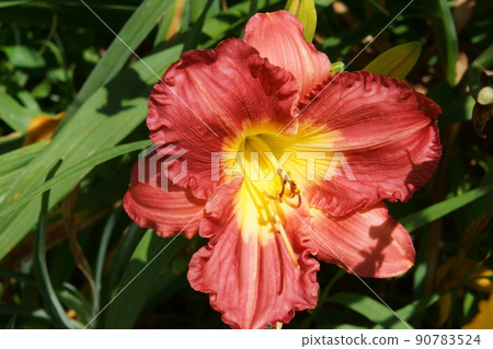 Hemelocalis Hemelocalis 90783524