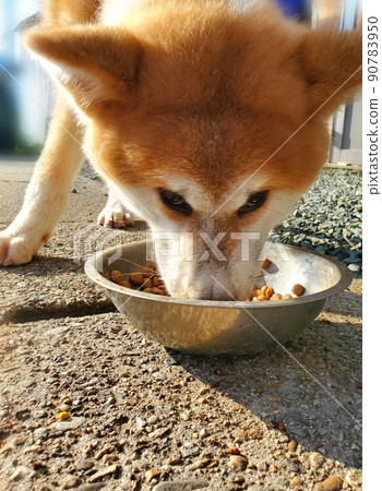 秋田犬吃飯時擔心主人的視線 90783950