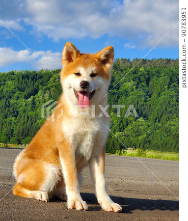 Take a break during the walk, Akita Inu Take a break during the walk, Akita Inu 90783951