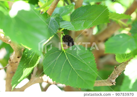 黑熟山桑 (Yamagwa) 果實 90783970