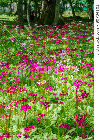 Okunikko Senjugahama Japanese Primrose 90784101