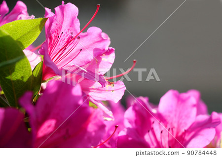 杜鵑花的花 90784448