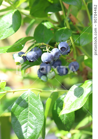 Black ripe blueberry fruit Black ripe blueberry fruit 90784462