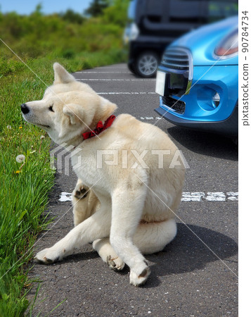 Akita dog tired of driving 90784734
