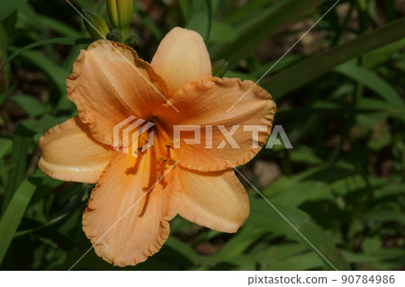 Hemerokarisu Hemerokarisu 90784986