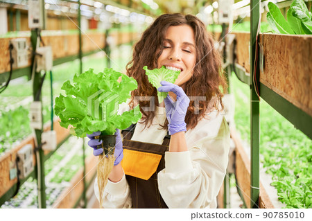 Happy female gardener eating fresh lettuce plant and closing eyes from pleasure. Joyful young woman in garden gloves tasting leafy greens in greenhouse. Happy female gardener eating fresh lettuce plant and closing eyes from pleasure. Joyful young woman in garden gloves tasting leafy greens in greenhouse. 90785010