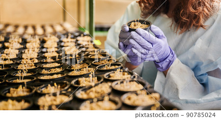 Close up of woman hands in garden gloves holding plastic container with plant sprouts growing in soil sponge plug. Female gardener standing by shelf with seedling trays in greenhouse. 90785024