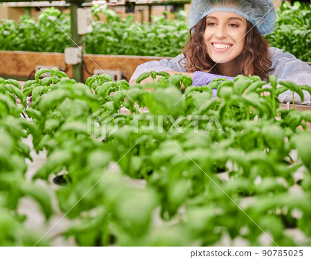Young woman growing culinary herb in greenhouse. Happy female gardener in disposable cap looking at basil and smiling while standing near shelf with plants. 90785025