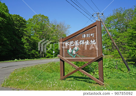 Hokkaido skunk cabbage colony of Lake Saroma 90785092