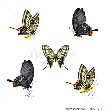 燕尾蝶水彩素材 燕尾蝶水彩素材 90785145