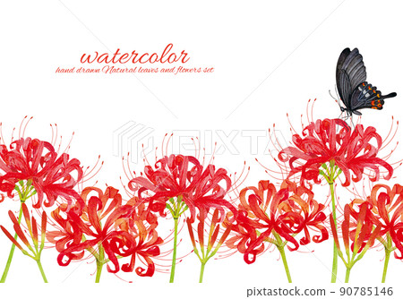 簇狀孤挺花和燕尾蝶水彩素材 90785146