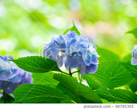 陰天散景和繡球花 90785305
