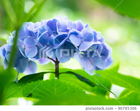 陰天散景和繡球花 90785306