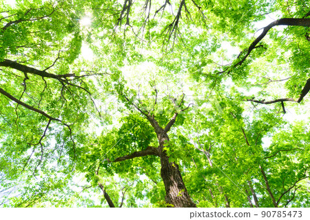 Woods Woods 90785473