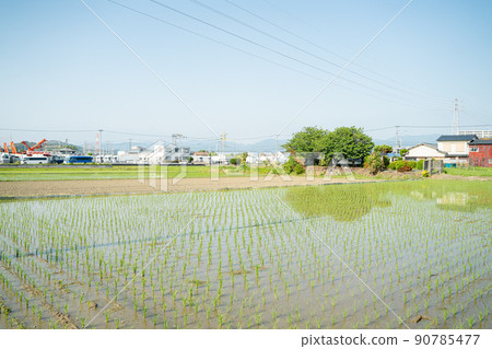 日本水稻種植景觀 90785477