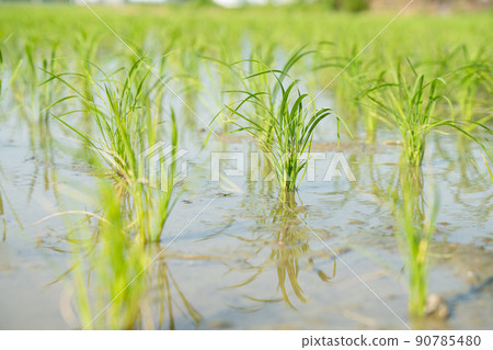 Japanese landscape wallpaper of rice planting 90785480