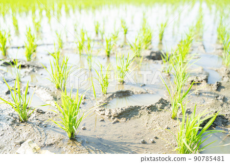 Japanese landscape of rice planting 90785481