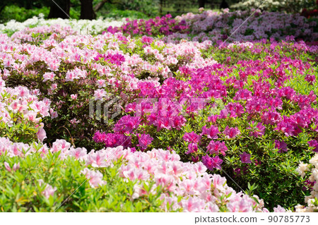 五顏六色的杜鵑花 五顏六色的杜鵑花 90785773