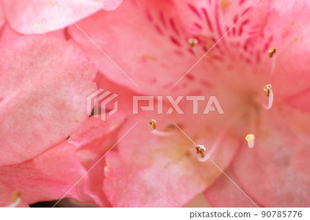 粉紅杜鵑花[雌蕊/雄蕊向上] 90785776