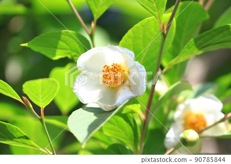 漂亮的夏天山茶花 (日本 stewartia) 花 漂亮的夏天山茶花 (日本 stewartia) 花 90785844