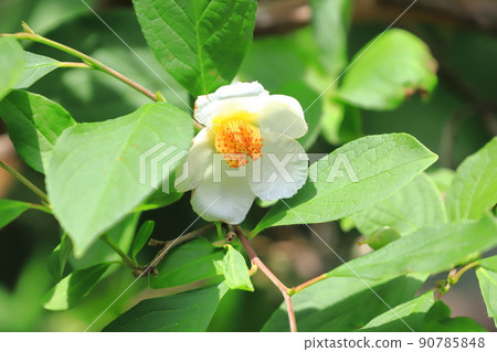 Pretty summer camellia (Japanese stewartia) flower Pretty summer camellia (Japanese stewartia) flower 90785848