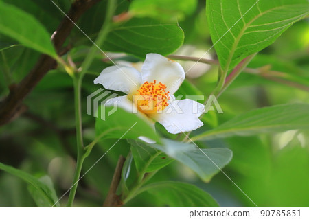 Pretty summer camellia (Japanese stewartia) flower 90785851