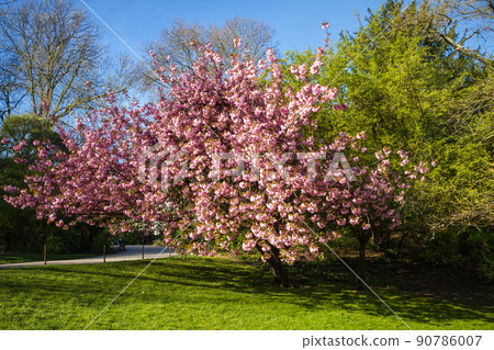 Japanese cherry blossom in spring 90786007