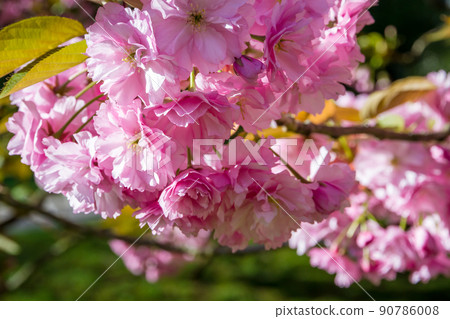 Japanese cherry blossom in spring. Macro view 90786008