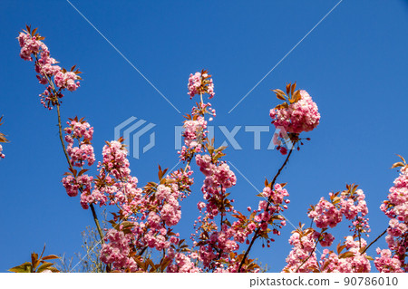 Japanese cherry blossom branch in spring 90786010