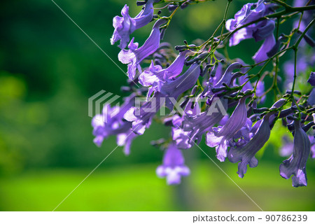 宮崎縣日南市的藍花楹 90786239