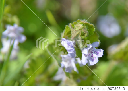 Oyster flower flowers Oyster flower flowers 90786243