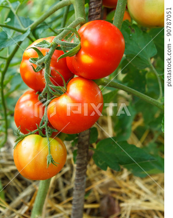 Ripe tomatoes growing on bush in the garden Ripe tomatoes growing on bush in the garden 90787051