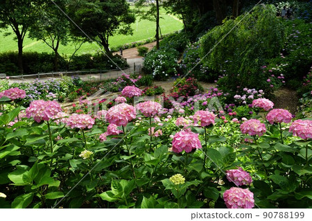 Hydrangea flowers in full bloom in the rainy season, Nihonmatsuji, Ibaraki Prefecture Hydrangea forest scenery Hydrangea flowers in full bloom in the rainy season, Nihonmatsuji, Ibaraki Prefecture Hydrangea forest scenery 90788199