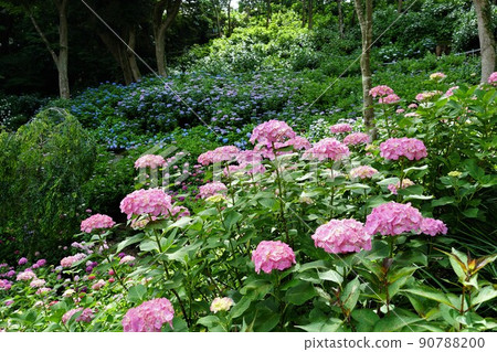 Hydrangea flowers in full bloom in the rainy season, Nihonmatsuji, Ibaraki Prefecture Hydrangea forest scenery Hydrangea flowers in full bloom in the rainy season, Nihonmatsuji, Ibaraki Prefecture Hydrangea forest scenery 90788200