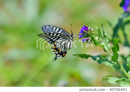 Swallowtail Swallowtail 90788403