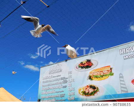 Finland Helsinki Summer Black-headed Gull 90788635