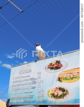 Finland Helsinki Summer Black-headed Gull 90788637