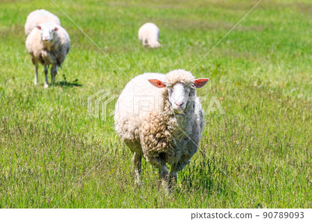 Eniwa City, Hokkaido, Sheep Walk [June] 90789093
