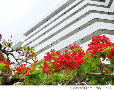 鳳凰樹 4 沖繩 90790375