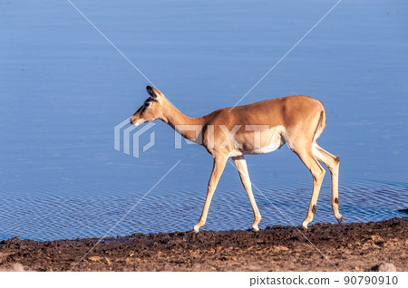 Closeup of an Impala Near a Waterhole 90790910