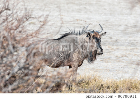 Wildebeest on the plains of Etosha National Park 90790911