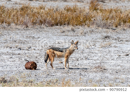 Jackal on the dry plains of Etosha 90790912