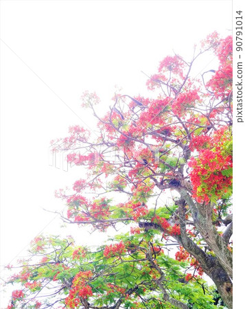 Phoenix tree 6 Okinawa 90791014