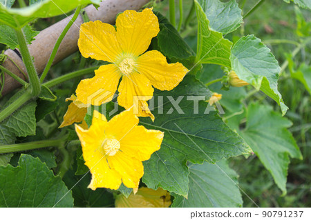 yellow colored wax gourd flower 90791237