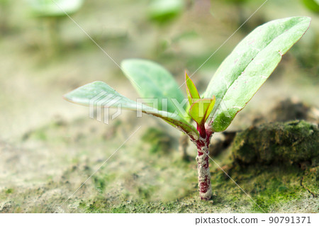 green colored malabar spinach farm on field 90791371