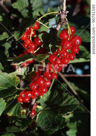 Growing red currant 90791380